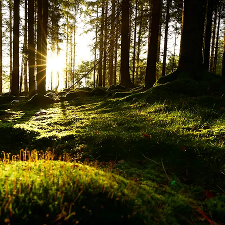Reiners Ξενοδοχείο Grafenau (Bavaria)